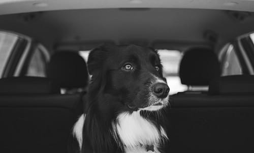 Driving_W_Animals_Blog